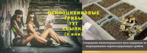 ГАЛЛЮЦИНОГЕННЫЕ ГРИБЫ Дмитриев